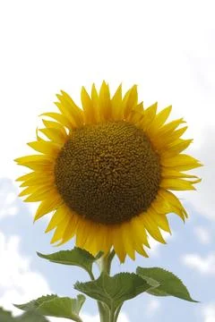 Sunflower Foto stock