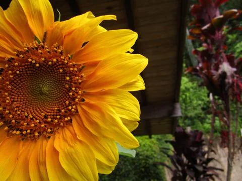 Sunflower Foto stock