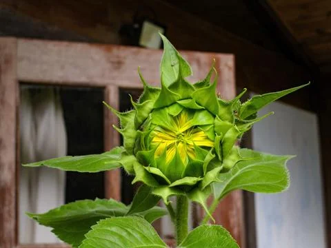 The sunflower Stock Photos