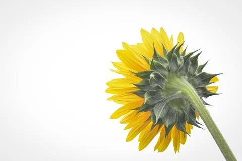 Sunflower Stock-Fotos