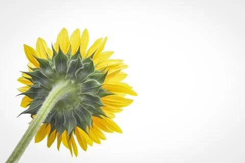 Sunflower Stock Photos