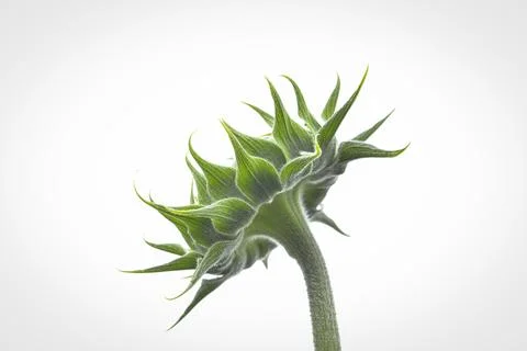 Sunflower Foto stock