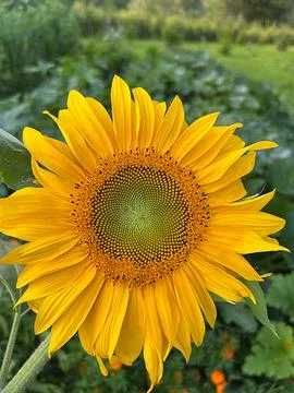 Sunflower Stock Photos