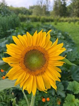 Sunflower Stock Photos