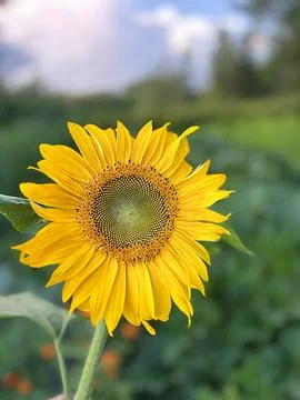Sunflower Stock Photos