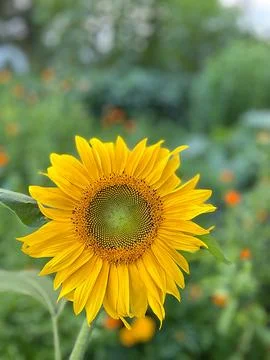Sunflower Foto stock