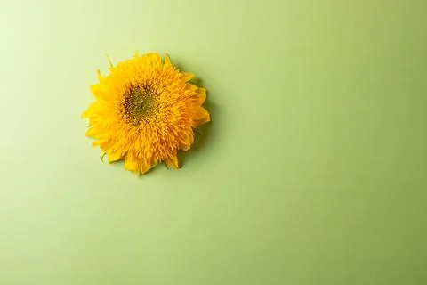 Sunflower Stock Photos