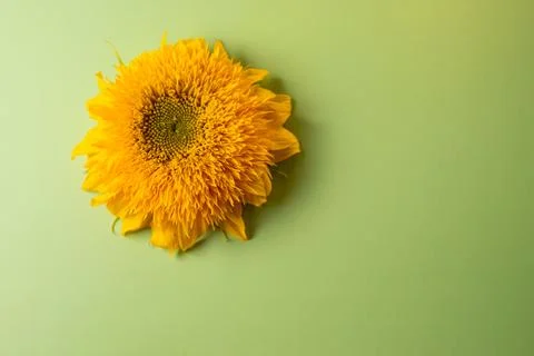 Sunflower Stock Photos