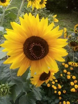 Sunflower Stock Photos