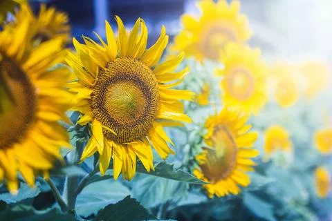 Sunflower Stock Photos