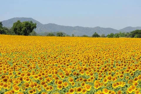 Sunflower Foto stock