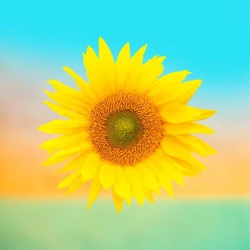 Sunflower Stock Photos