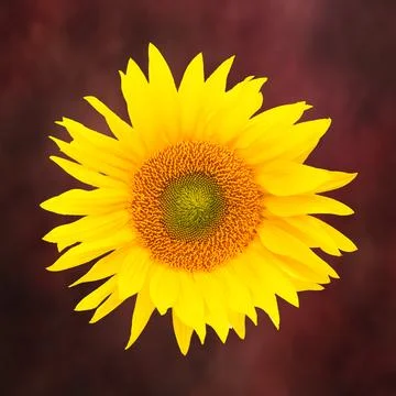 Sunflower Stock Photos