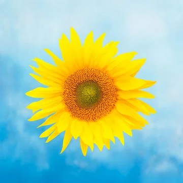 Sunflower Stock Photos