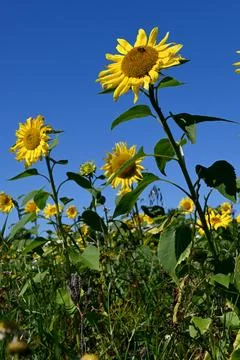 Sunflower 库存照片