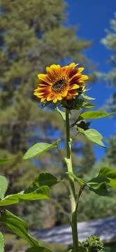 Sunflower Stock Photos