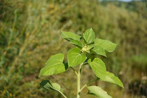 Sunflower Fotos Stock