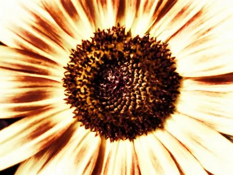 Sunflower Stock Photos