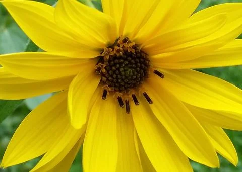 Sunflower Stock Photos