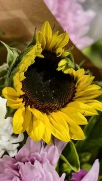 Sunflower 🌻 Stock Photos