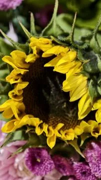 Sunflower 🌻 Stock Photos