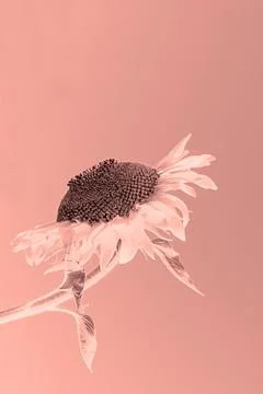 Sunflower on pink background Foto stock