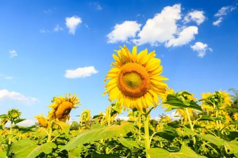 Sunflower plant on blue sky Stock Photos