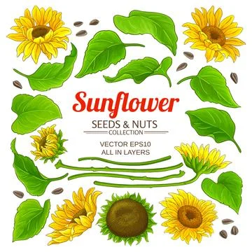 Sunflower plant elements set on white background Stock Illustration