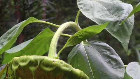SUNFLOWER PLANT Stock Footage 245504492