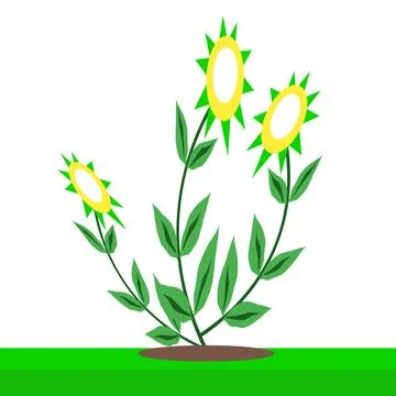 Sunflower plant Stock Illustration