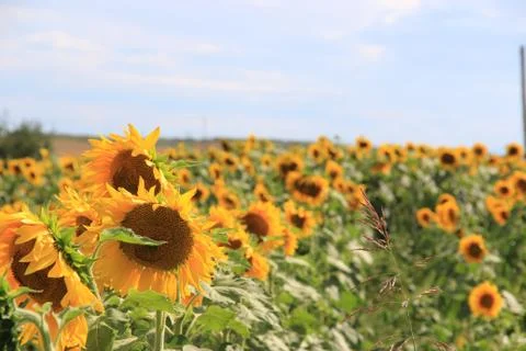 Sunflower plant Stock Photos