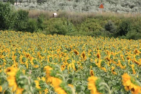 Sunflower plant Stock Photos