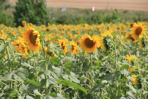 Sunflower plant Stock Photos