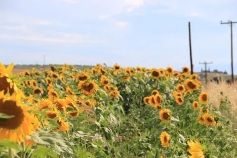 Sunflower plant Stock Photos