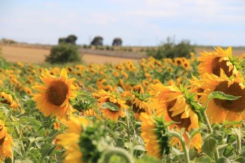 Sunflower plant Stock Photos