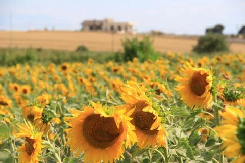 Sunflower plant Stock Photos