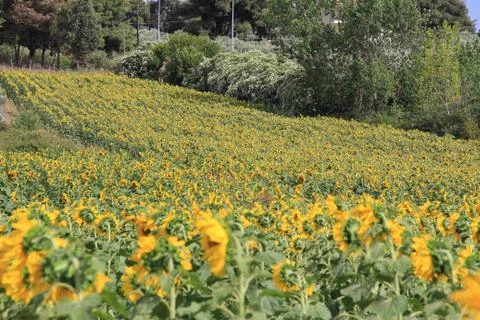 Sunflower plant Stock Photos