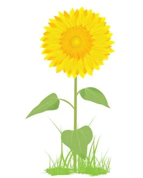 Sunflower plant vector design Stock Illustration