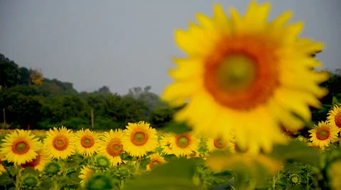 Sunflower plantation field Stock Footage 37440045