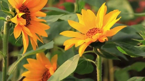 Sunflower plantations. Close-up of a sunflower in the wind in a sunflowers 스톡 동영상 336584231