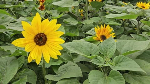 Sunflower Plantations Stock Footage 244713258