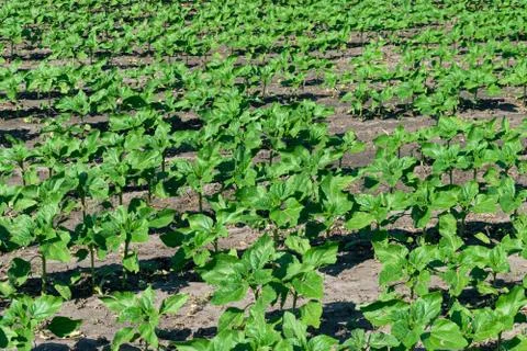 Sunflower plants on field Stock Photos