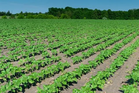 Sunflower plants on field Stock Photos