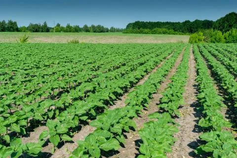 Sunflower plants on field Stock Photos