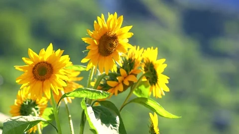 Sunflower Plants in Mountain Landscape Stock Footage 316891495