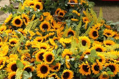 Sunflower Plants. Fotos de archivo