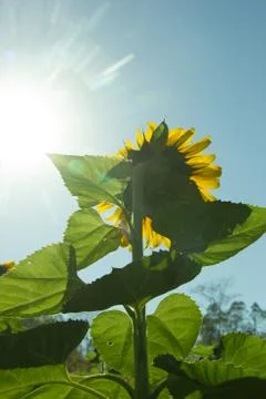 Sunflower pointing to the sun Stock Photos