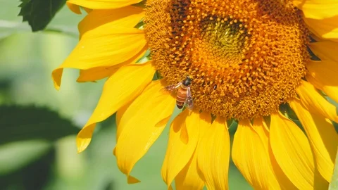 Sunflower pollen and bee Stock Footage 102423133