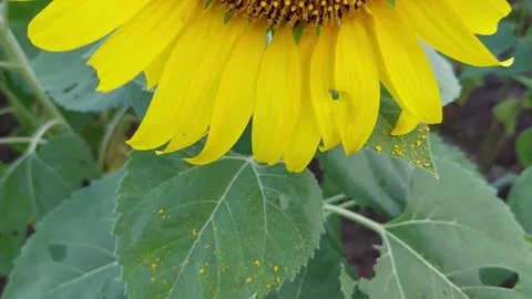 Sunflower pollen falling from the flowers Stock Footage 260590998
