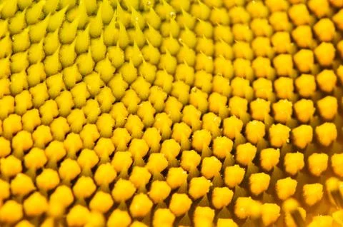 Sunflower pollen Stock Photos